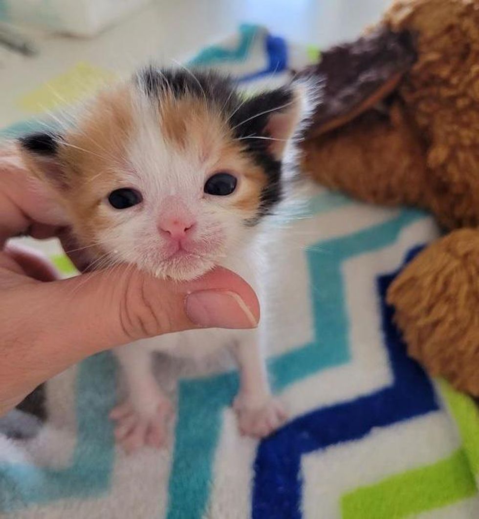 calico kitten